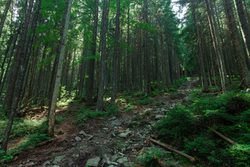 Fototapeta premium wysokie drzewa las sosnowy krajobraz górski skaliste przejście scenic charakter środowiska letni poranek