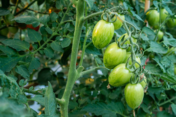 Ripe red and green tomatoes on tomato tree in the thai garden.