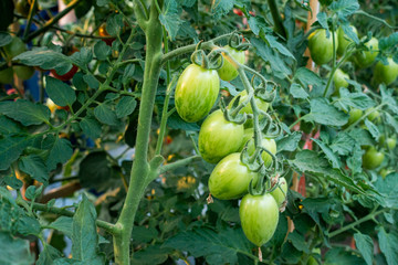 Ripe red and green tomatoes on tomato tree in the thai garden.