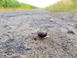 Schnecke 