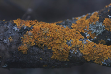 beautiful moss closeup on a tree branch