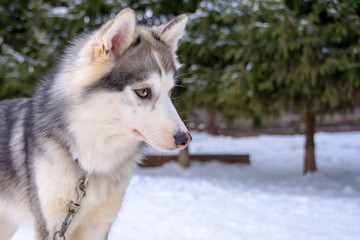 Husky dog lying in the snow. Black and white Siberian husky with blue eyes on a walk in winter park.