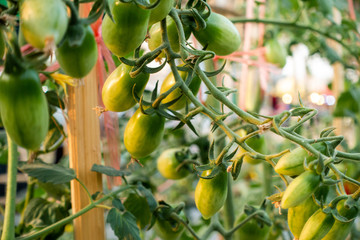 Ripe red and green tomatoes on tomato tree in the thai garden.