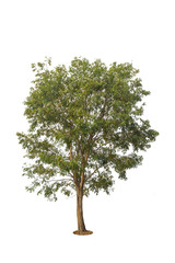 Fototapeta premium Tree