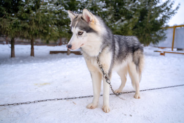 Husky puppy cute adorable baby dog face waiting in the dog house with grass for playing and eating in the animal pet field.