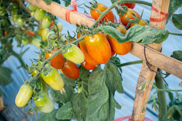 Ripe red and green tomatoes on tomato tree in the thai garden.