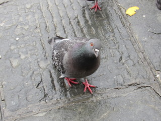Close up of pigeons on the streets of Florence, Italy 