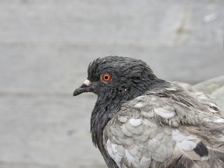 Close up of pigeons on the streets of Florence, Italy 