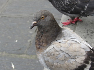 Close up of pigeons on the streets of Florence, Italy 
