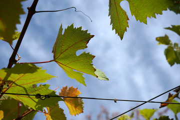 Grapes from the wine-growing region on the Danube photographed in detail