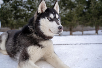 Siberian husky dog homeless in shelter on a walk outside in the winter in sunny weather