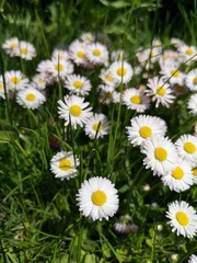 Obraz premium beautiful meadow with a lot of daisies