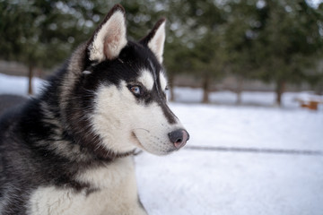 Siberian husky dog homeless in shelter on a walk outside in the winter in sunny weather