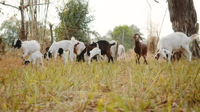 Goat farm,farm goats with weed food, Healthy goats are happy to eat outdoor food on the farm.