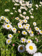 Fototapeta premium beautiful meadow with a lot of daisies