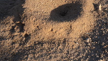 sand  and ant hole in Joshua tree national park desert, california