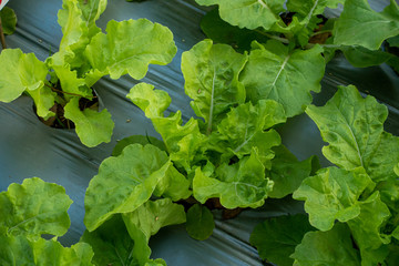 Fresh Vegetable salad in organic farm, Thailand.