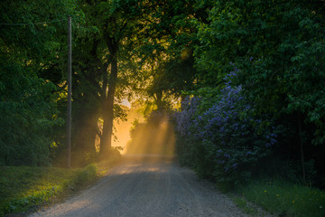 Magical sunlight shining through road dust, blooming lilacs, Latvia