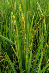 Rice spike in rice field of thailand.