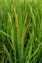 Fototapeta na wymiar Rice spike in rice field of thailand.