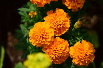 マリーゴールド marigold