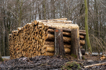 Baumstämme liegen im Wald