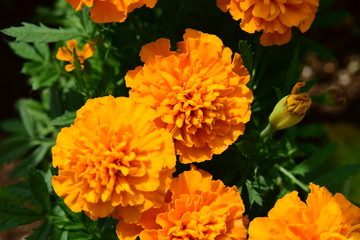 マリーゴールド marigold