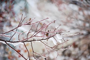 icy branch on a blurry winter background
