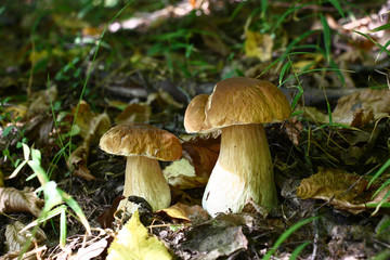 In the deciduous wood among the fallen-down brown foliage and a green grass two beautiful cepes grew.