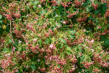 Rangoon Creeper Fructus Quisqualis indica tri-color Combretum indicum looking awesome in an indian house garden.