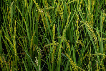 Rice spike in rice field of thailand.