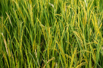 Rice spike in rice field of thailand.