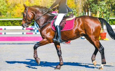 Beautiful girl on sorrel horse in jumping show, equestrian sports. Brown horse and girl in uniform...