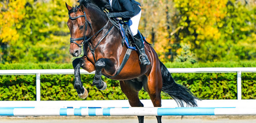 Beautiful girl on sorrel horse in jumping show, equestrian sports. Brown horse and girl in uniform...
