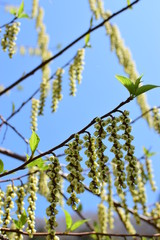 きぶし, 木伏