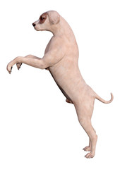 3D Rendering Crossbreed Dog on White