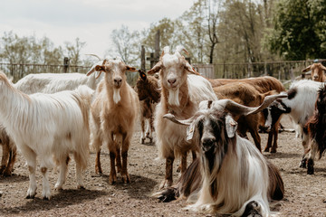 beautiful goats in the farm