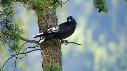 a raven perch on a mountain pine