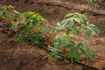 Big Cassava on the floor, Thai Farm.