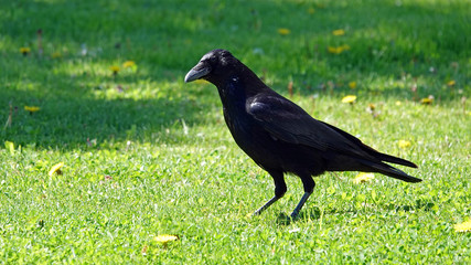 a raven in the garden on a sunny day