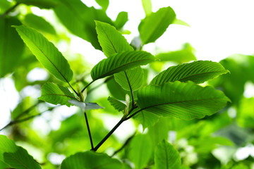 Fototapeta na wymiar Mitragynina speciosa or Kratom leaves is Thai herbal which encourage health.
