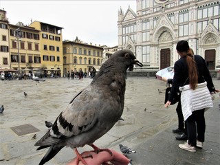 Pigeon sitting in a person's hand with the Basilica of Santa Croce in the background in Florence, Italy 