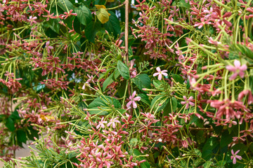 Rangoon Creeper Fructus Quisqualis indica tri-color Combretum indicum looking awesome in an indian house garden.