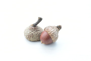  acorns or dried oak seed from cold ground