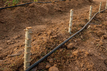 Big Cassava on the floor, Thai Farm.