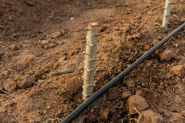 Big Cassava on the floor, Thai Farm.