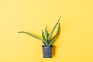 Aloe vera plant in small flowerpot