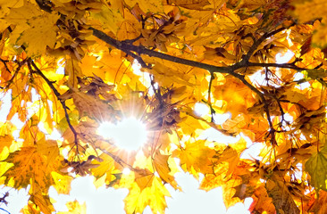 Autumnal Maple Branch