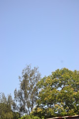 Obraz premium tree in field