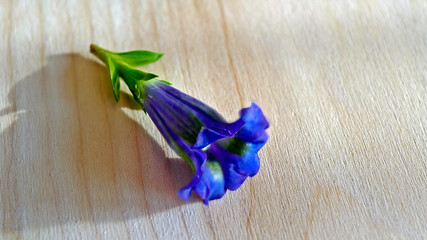 blue gentian of wood background